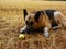 German shepherd Eating an apple