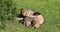 German Shepherd feeding four puppies.