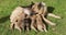German Shepherd feeding four puppies.