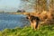 German Shepherd in focus stands on the bank in warm sunlight from the rising sun