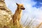 German shepherd guarding the ruins