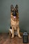 German shepherd guarding the yard. The dog greets guests.