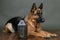 German shepherd guarding the yard. The dog greets guests.