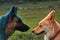 German Shepherd and half breed white Swiss Shepherd play together sprinkled with colored colors of blue and orange. Indian color