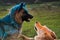 German Shepherd and half breed white Swiss Shepherd play together sprinkled with colored colors of blue and orange. Indian color