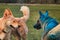 German Shepherd and half breed white Swiss Shepherd play together sprinkled with colored colors of blue and orange. Indian color