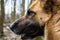 German shepherd head with beautiful yellow fur in winter forest