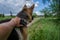 German shepherd hunting in the field near forest