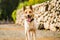 German shepherd and huski mixed breed funny dog playing outside in the park