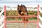 German Shepherd jumping an agility fence