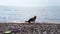 German Shepherd jumps into the sea and enjoys an active life and sunny warm weather. Fast 4k real-time video.