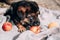 German shepherd kennel. A beautiful little black and red German shepherd puppy lies on a light gray blanket next to fresh red