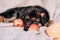 German shepherd kennel. A beautiful little black and red German shepherd puppy lies on a light gray blanket next to fresh red