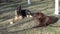 A german shepherd and a labrador retriever dog lying in the garden on the grass, watching, obedient