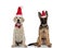 German shepherd and labrador retriever puppies celebrating cheristmas together