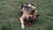 German shepherd lies in the grass in a clearing and holds an orange ball in his teeth, his tongue hanging out. A dog plays with a