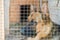 German shepherd is locked in a cage