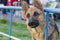 German Shepherd looking seriously while waiting for the master chained at iron fence