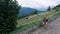 A German shepherd looks at cows grazing in a meadow in the mountains.