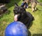 German Shepherd Looks Up Pausing Playing with Large Blue Ball