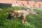 German shepherd lying on the grass resting on the lawn