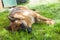 German shepherd lying on the grass resting on the lawn