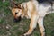 The German Shepherd is lying on the ground. The dog is basking in the spring sun. Close-up photo of the dog