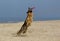 German Shepherd, Male catching frisbee, beach in Normandy