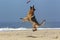 German Shepherd, Male catching frisbee, beach in Normandy