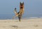 German Shepherd, Male catching frisbee, beach in Normandy