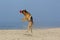 German Shepherd, Male catching frisbee, beach in Normandy