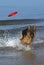 German Shepherd, Male catching frisbee, beach in Normandy