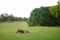 German Shepherd mix dog outdoors on a hill on an Autumn day