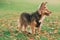 German Shepherd mix outdoor on an Autumn day