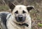 German Shepherd mixed breed dog adoption photo