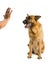 German Shepherd obeying in front of a hand