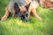 German Shepherd outdoors. Dog lying on green grass. Green summer garden