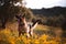 German shepherd playing on field of yellow flowers and olive trees