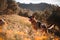 German shepherd playing on field of yellow flowers and olive trees