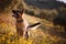 German shepherd playing on field of yellow flowers and olive trees