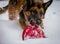 German Shepherd playing in the snow to grab a frisbee