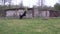 German shepherd plays in a private yard with its owner