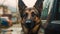 A German shepherd police dog. Customs or police, baggage inspection and immigration control upon arrival. Police dog. Sniffer Dog