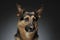 German shepherd portait in the gray studio