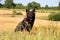 German shepherd portrait in a corn field