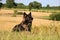 German shepherd portrait in a corn field