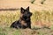 German shepherd portrait in a corn field