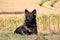 German shepherd portrait in a corn field