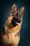 German shepherd portrait on dark background