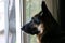 German Shepherd profile